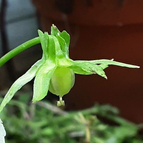 Viola crassiuscula Fruit