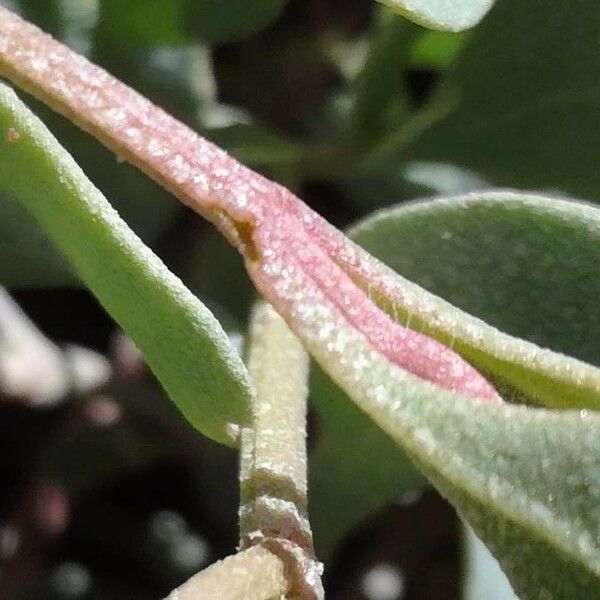 Atriplex portulacoides Žievė