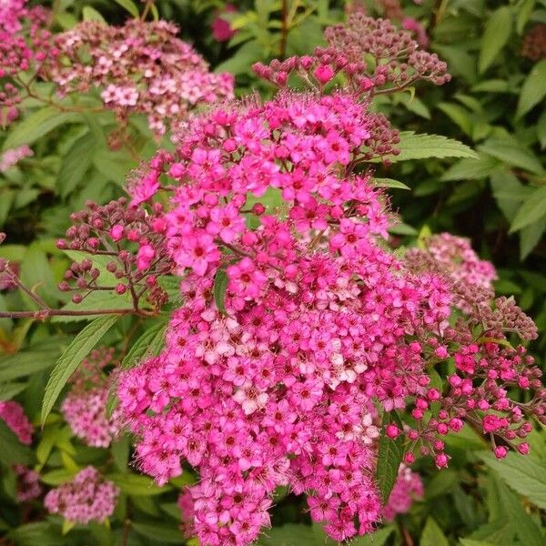 Spiraea japonica Blomst