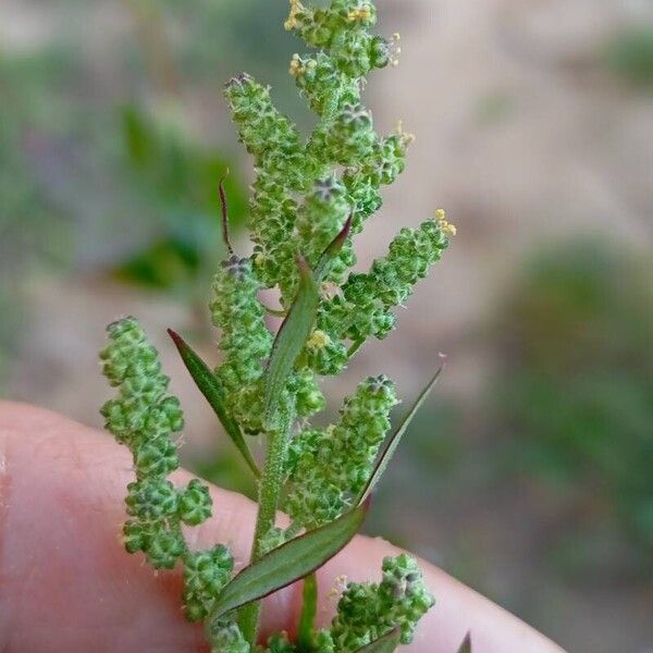 Chenopodium album Floro