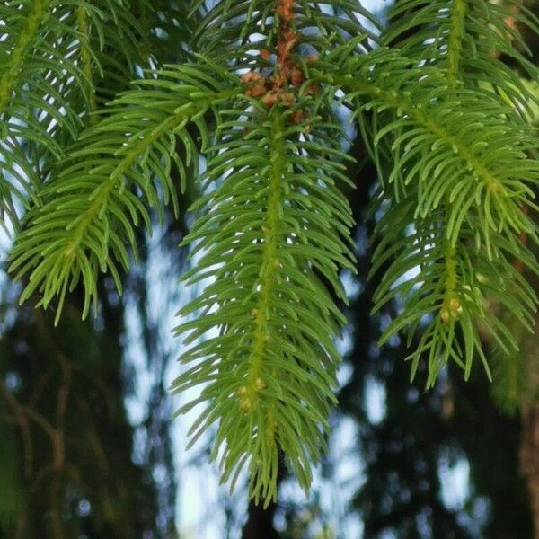 Picea abies 葉