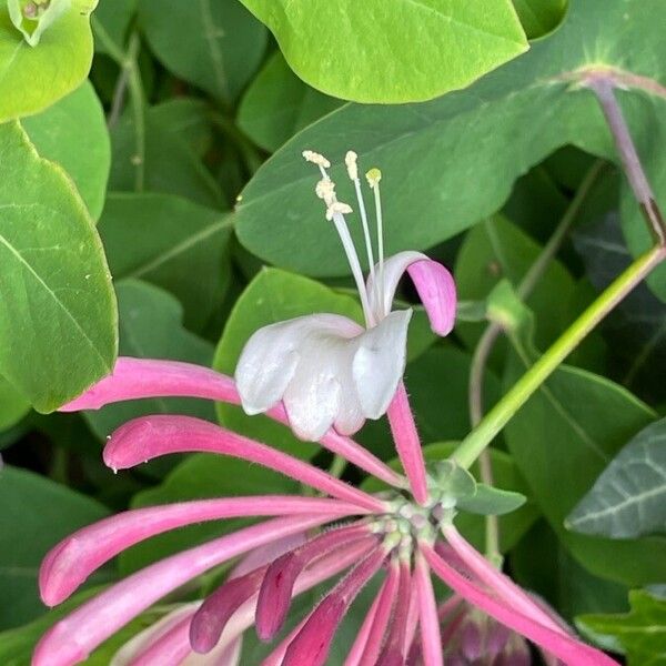 Lonicera sempervirens Flower