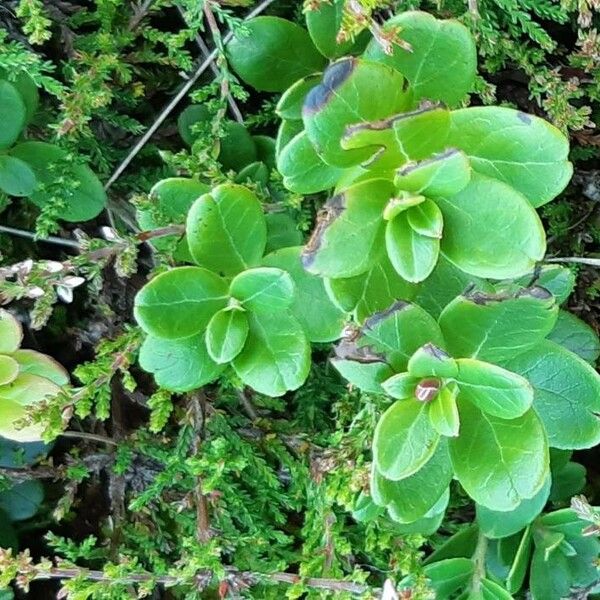 Vaccinium vitis-idaea Leaf