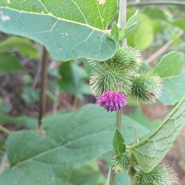 Arctium minus പുഷ്പം