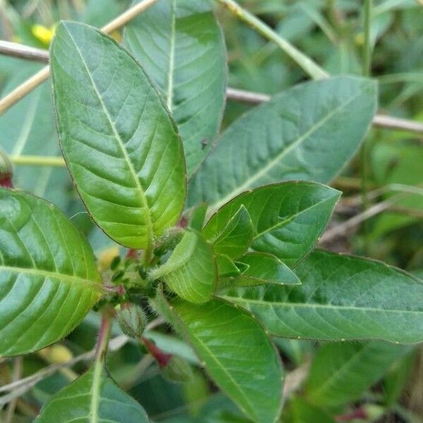 Ludwigia grandiflora List