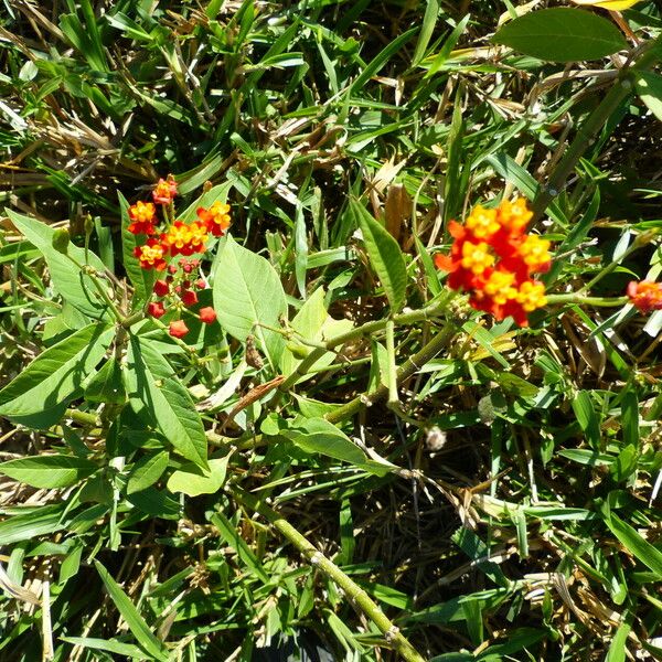 Asclepias curassavica फूल