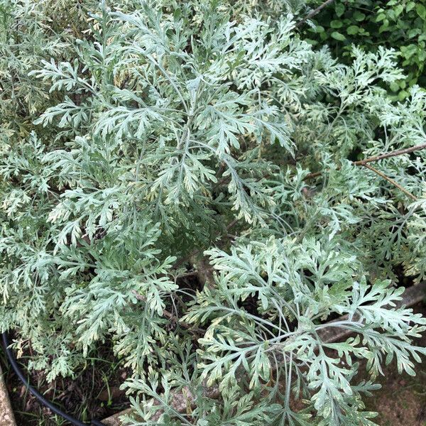 Artemisia gorgonum ഇല
