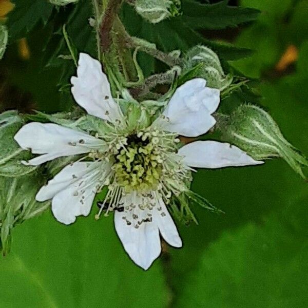 Rubus nemoralis Flower