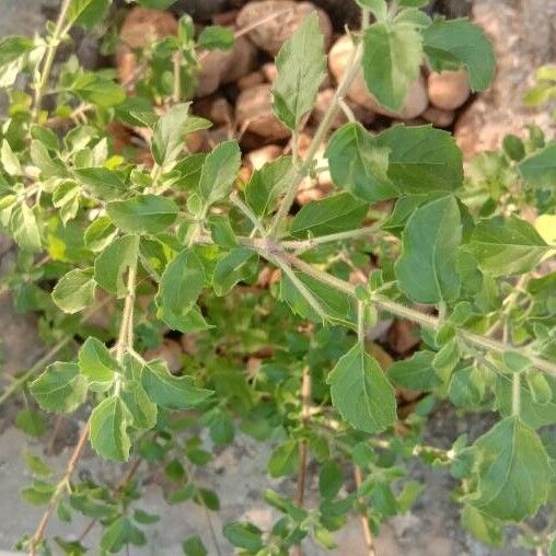 Ocimum basilicum Ліст