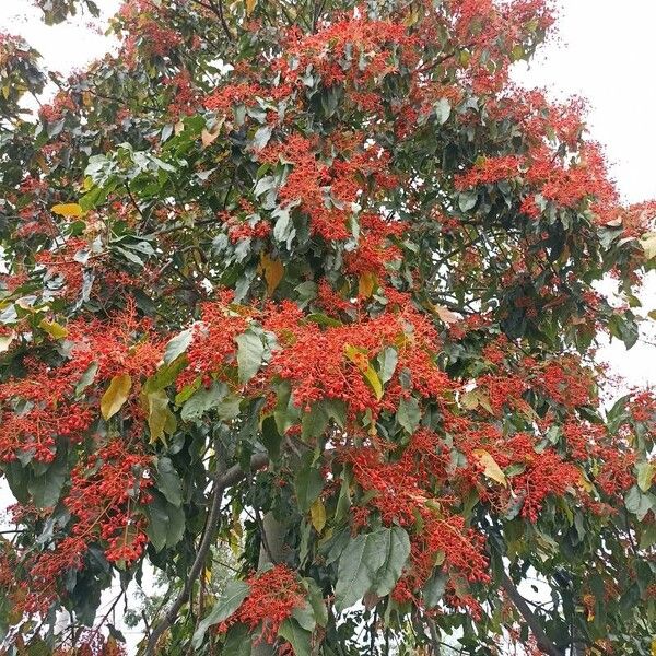 Brachychiton acerifolius Žiedas