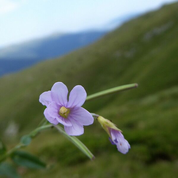 Epilobium palustre Flower