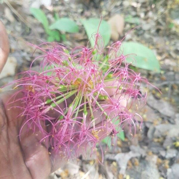Scadoxus multiflorus Квітка