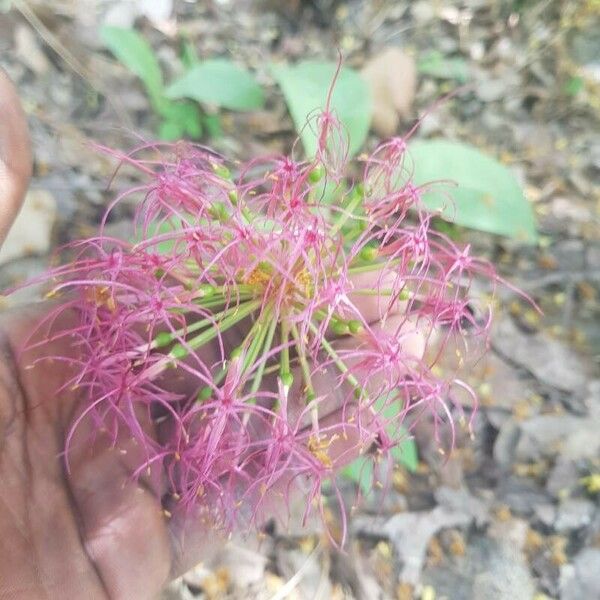 Scadoxus multiflorus 花