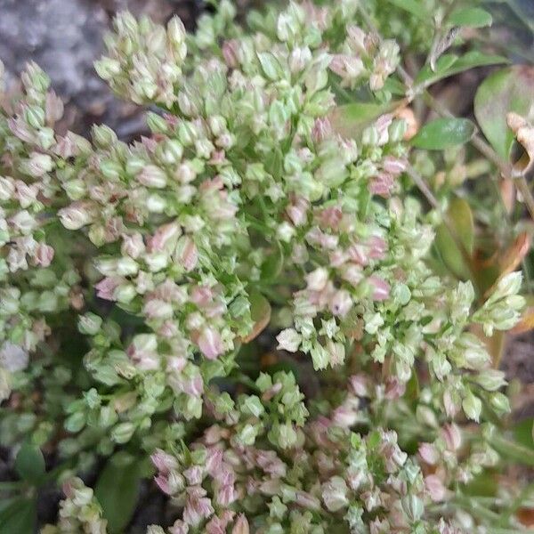 Polycarpon tetraphyllum 花