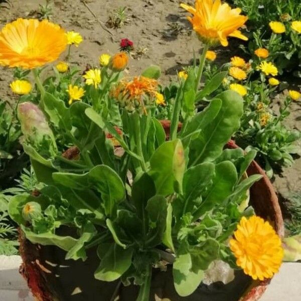 Calendula officinalis ᱵᱟᱦᱟ