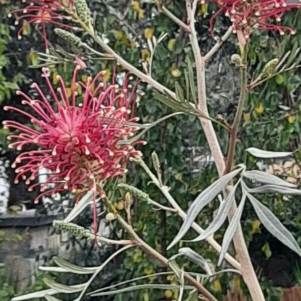 Grevillea banksii Çiçek