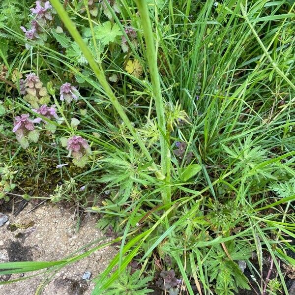 Ranunculus acris Blatt