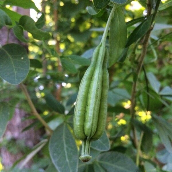 Aristolochia elegans Plod