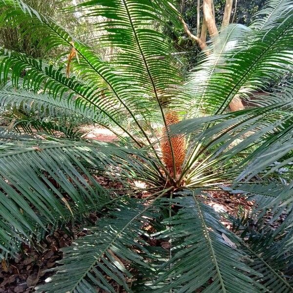 Cycas circinalis Leaf