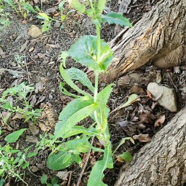 Sonchus oleraceus Leaf