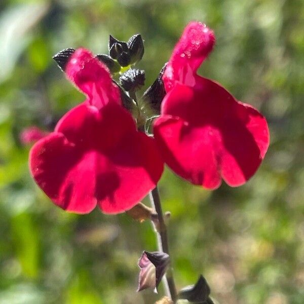 Salvia microphylla Flors