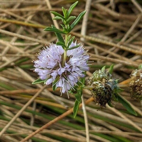 Mentha cervina Cvet