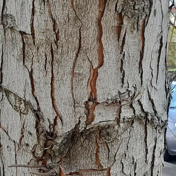 Acer saccharinum Bark