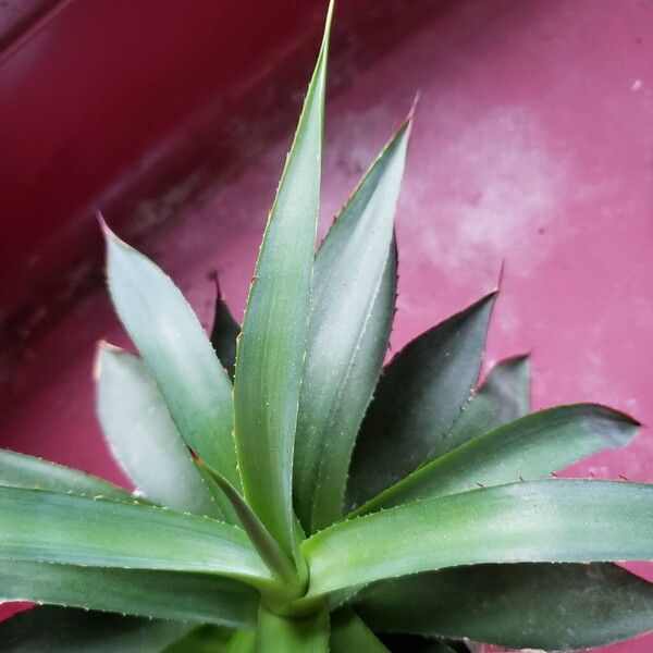 Agave sisalana 叶