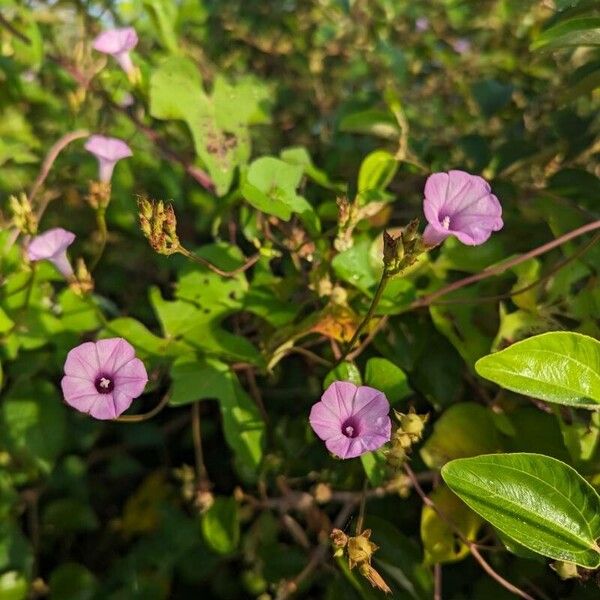 Ipomoea triloba Květ