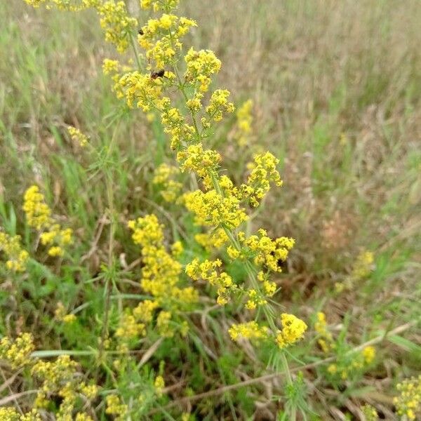 Galium verum Flor