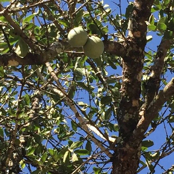 Strychnos madagascariensis Blad