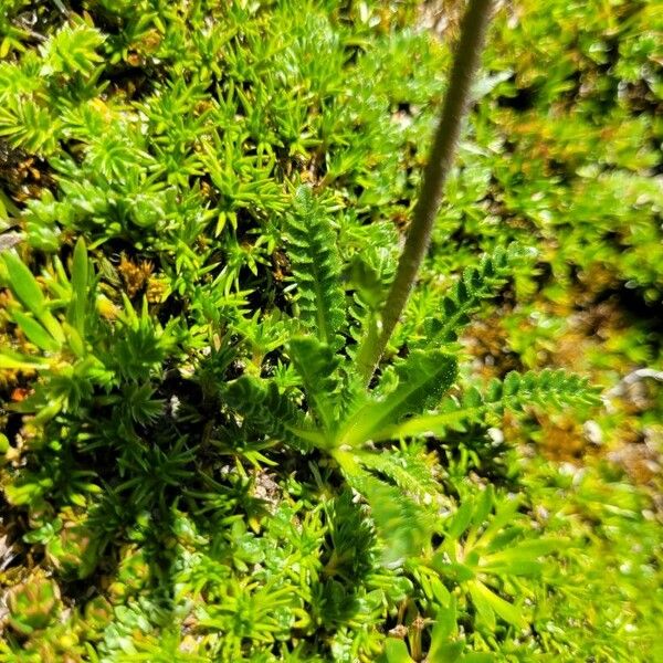 Perezia pedicularidifolia 葉