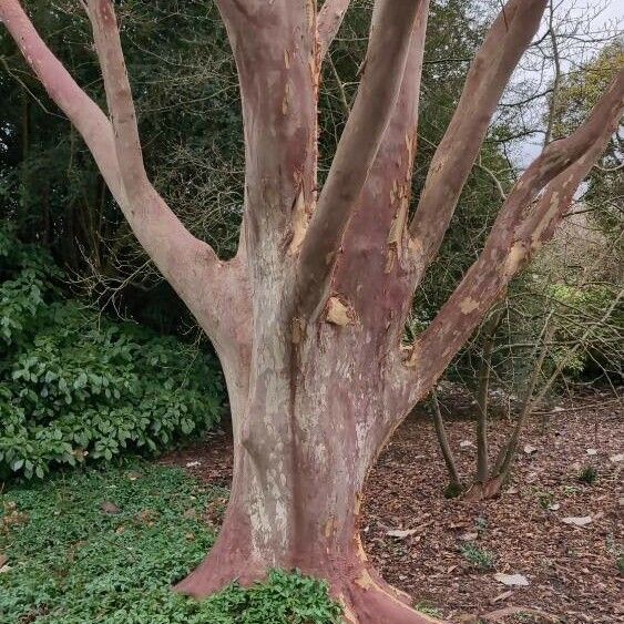 Vachellia xanthophloea Кора