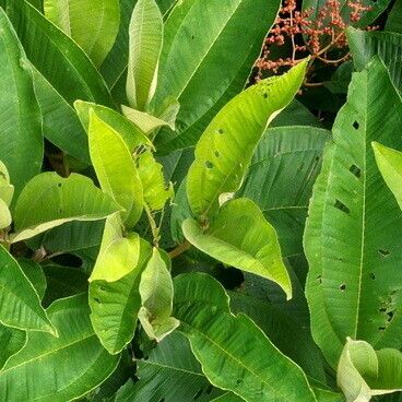 Miconia calvescens Deilen