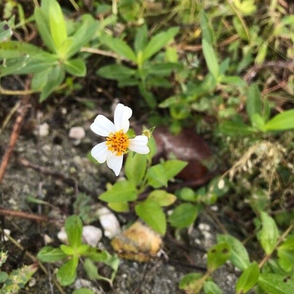 Bidens pilosa Flower