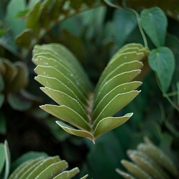 Zamia furfuracea 葉