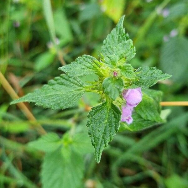 Galeopsis tetrahit Hoja