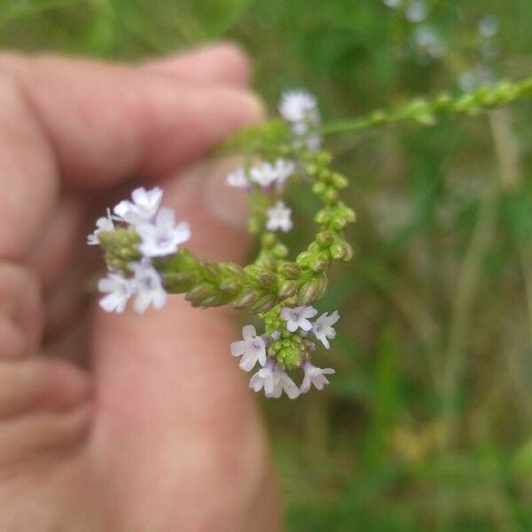 Verbena litoralis 花