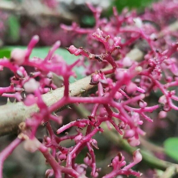 Urera baccifera Flower