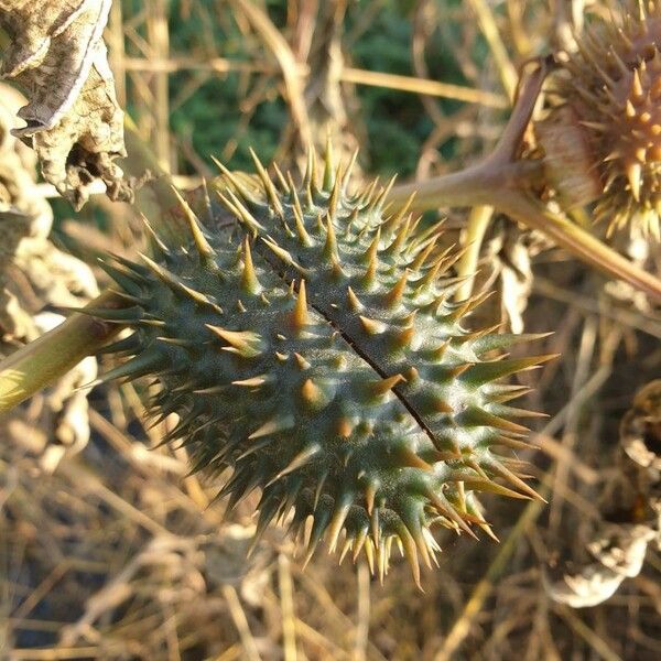 Datura stramonium 果実