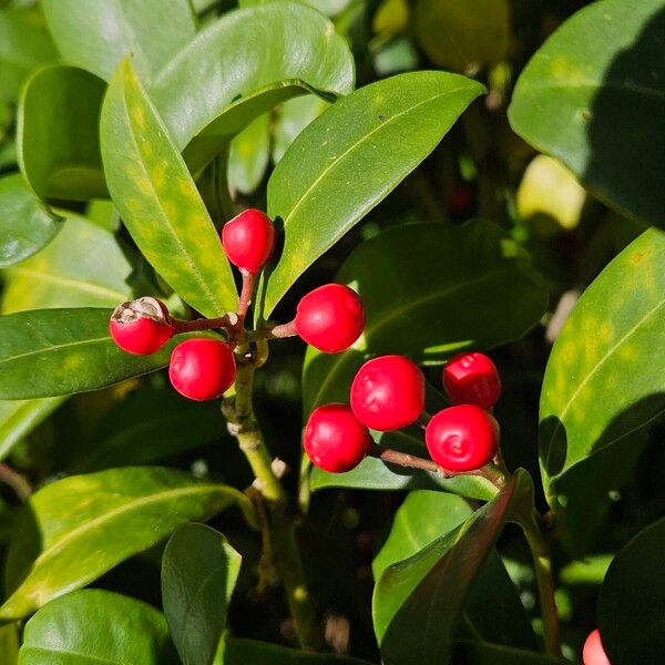 Skimmia japonica Frukt