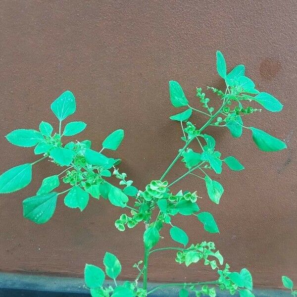 Acalypha indica Blad