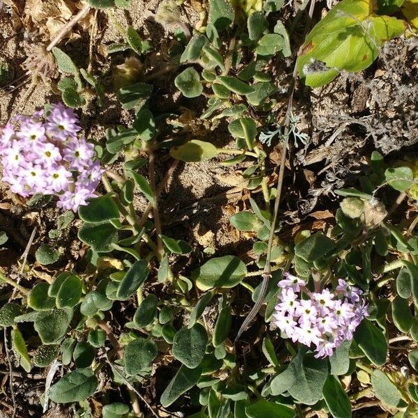 Abronia umbellata Habit