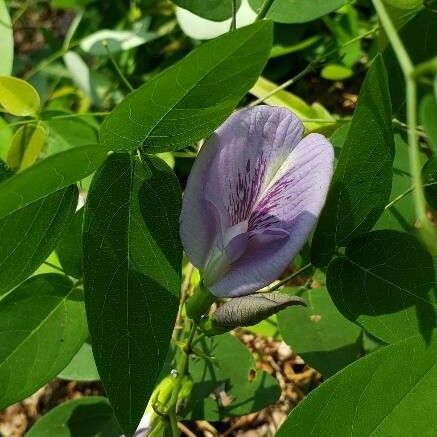 Clitoria mariana Flower