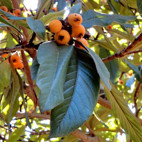 Rhaphiolepis bibas Fruit