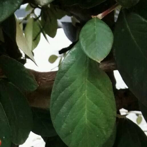 Cotoneaster coriaceus Feuille