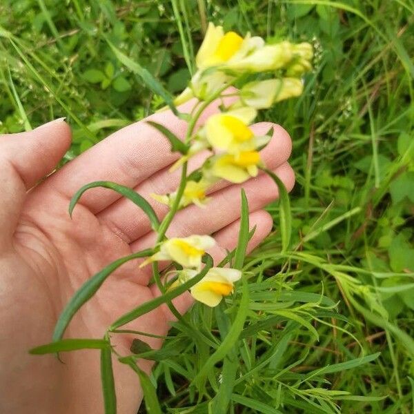 Linaria vulgaris Kwiat