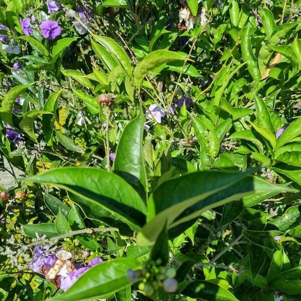 Brunfelsia pauciflora Лист