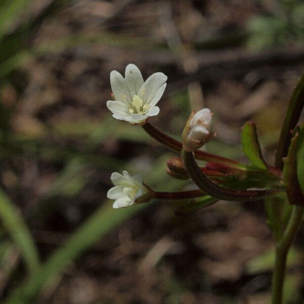 Epilobium lactiflorum Kvet