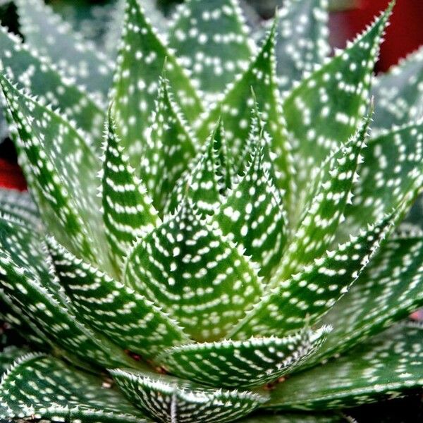 Aristaloe aristata cv. 'Cosmo' Frunză